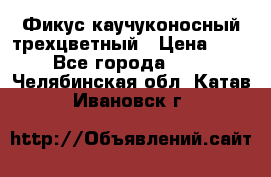 Фикус каучуконосный трехцветный › Цена ­ 500 - Все города  »    . Челябинская обл.,Катав-Ивановск г.